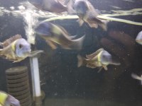 13 erkek Maswa tropheus