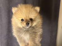 TEACUP POMERANİAN