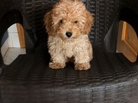 KUCUK POODLE YAKISIKLILAR