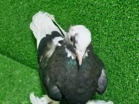 ALA ERKEK GÜVERCİN 81 İLE GÖNDERİLİR