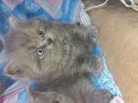 British longhair yavru