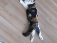 1 YAŞ CALICO SCOTTİSH FOLD