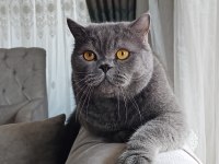 British shorthair kedisi