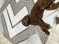 9 aylık toy poodle