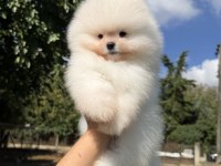 ÜST DÜZEY KUSURSUZ KARBEYAZ POMERANİAN BOO