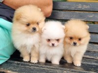 Sevimli Pomeranian Yavruları