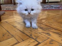 70 günlük safkan british longhair yavru