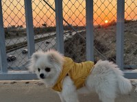 Pomeranian dişi 5 aylık