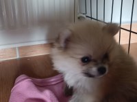 Sağlıklı pomeranian köpekler evinizin neşesi olacaklar