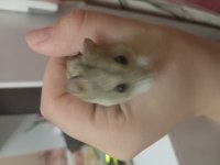2 aylık roborovski hamster