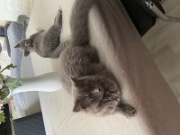 British shorthair yeni yuvamızı arıyoruz