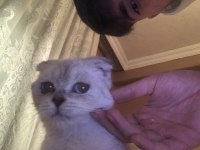 4,5 aylık yavru scottish fold blue point