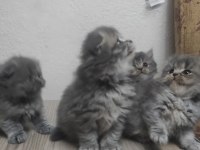 45 günlük british longhair yavrular