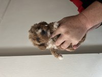Kilo ve ırk garantili ticap maltipoo bebekler