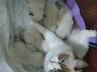FULL ŞECERELİ SEAL VE BLUE BICOLOR RAGDOLL YAVRULARI