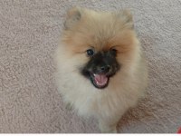 Pomeranian bebiş