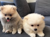 Süper şirin pomeranian 4 aylık spitz
