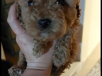 Red toy poodle