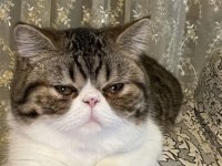 Yetişkin sahiplendirilecek safkan exotic shorthair