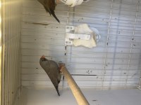 Charcoal takım kuşlar