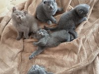 Sevgi dolu ve oyuncu bebek kedilerim