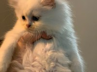 1.5 AYLIK MİNİCİK BRITISH LONGHAIR