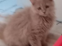2 AYLIK DİŞİ SÜTLÜ KAHVE BRİTİSH LONGHAİR