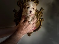 POODLE GUZELLIKLER