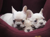 Kaliteli French Bulldog Yavrular