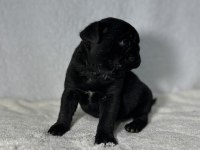 PUG (MOPS) A KALİTE IRK GARANTİLİ YAVRULAR
