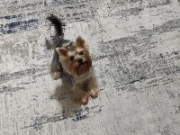 Yorkshire Terrier Tea