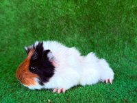 Sevimli ginepig