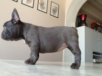 BLUE FRENCH BULLDOG
