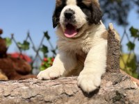 Harika Anatomi Üst Kalite St Bernard Yavrular