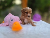 Sevimli Maltipoo Yavrularımız