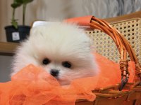 Teddy pomeranian boo