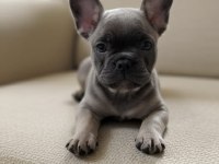Exotic ve taşıyıcı harika french bulldog bebekler