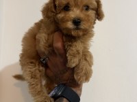 Kore Teacup Poodle Yavrular