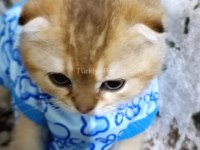 Scottish fold Acil vermem lazım uyguna vereceğim