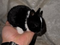 Safkan cüce tavşanlar (Netherland dwarf)