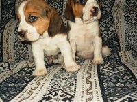 Üst Kalite Beagle Yavruları