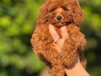 TEACUP BOY AŞILI WC EĞİTİMLİ PREMIUM POODLE