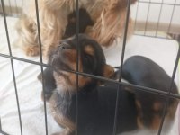 Yorkshire terrier yavru