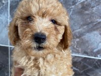 Orjinal maltipoo yavrular