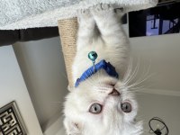 45-50 günlük SCOTTİSH ve BRITISH Shorthair BLUE POINT