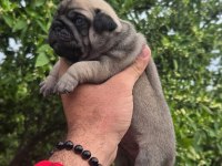 Pug Yavruları