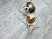 5 aylık Safkan Erkek shih tzu