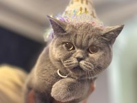 2 aylık British Shorthair Yavru Kediler