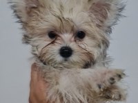 Minik Morkie Yavrularımız
