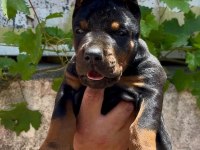 A şecereli anne ve babadan üst düzeyde kaliteli dobermanlar